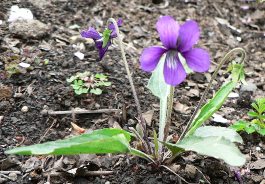 跡見群芳譜(野草譜 スミレ)